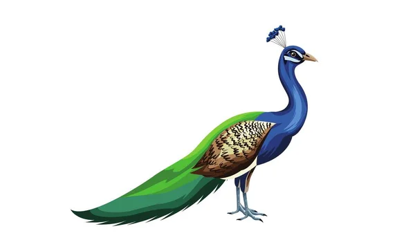 Arka Planda Peafowl Kuşu Suluboya Çizimi Gerçekçi Çizim Hayvan Ansiklopedisi — Stok fotoğraf