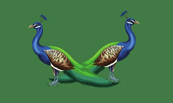 Peafowl Pták Pozadí Akvarel Ruční Kresba Realistická Kresba Ilustrace Zvířecí — Stock fotografie