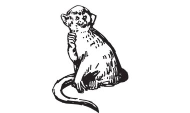 Vector antika oymacılığı, sincap maymunu çizimi. Sincap maymunu çizimi..