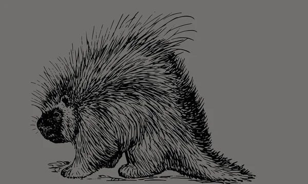 Porcupine Illustration Clipart Dessin Gravure Encre Line Art Vecteur — Photo