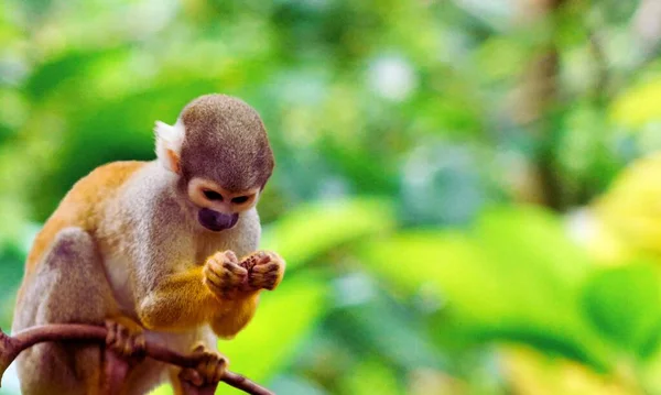 Squirrel Monkey Saimiri Oerstedii Sitting Tree Trunk Green Leaves Corcovado — Stock Photo, Image