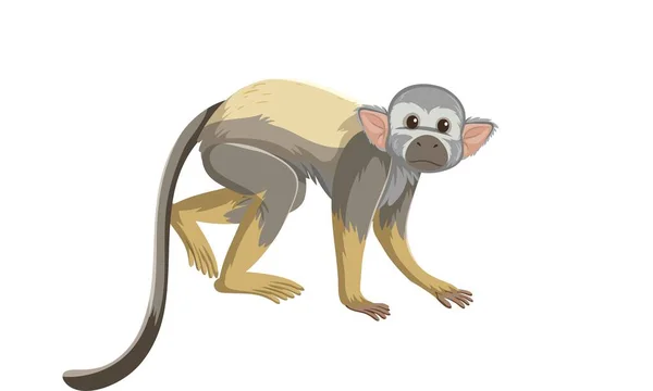 Sketch Drawing Squirrel Monkey Isolated White Background Vector Illustration — Stock Photo, Image