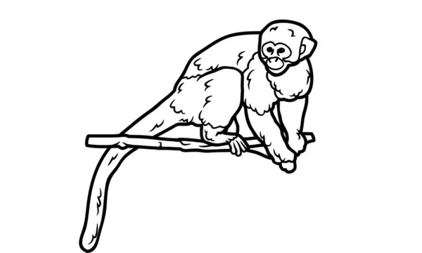 Vector antique engraving drawing illustration of squirrel monkey.Sketch drawing of a Squirrel monkey.