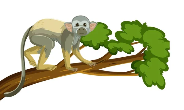 Wektor Zabytkowy Rysunek Rysunek Rysunek Małpy Wiewiórki Szkic Rysunek Małpy — Zdjęcie stockowe