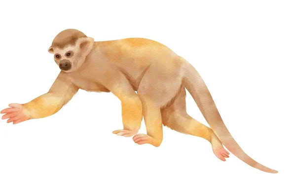 다람쥐 원숭이의 골동품 다람쥐 원숭이의 스케치 — 스톡 사진
