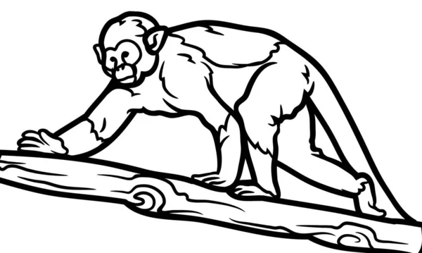 Vector Antieke Gravure Tekening Illustratie Van Eekhoorn Aap Tekening Van — Stockfoto