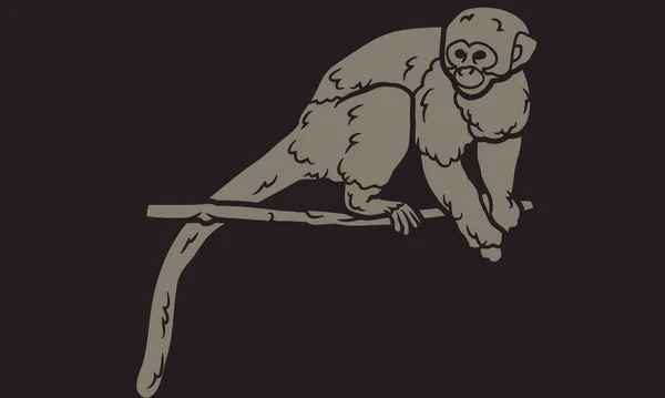 Векторний Антикварний Гравюрний Малюнок Ілюстрація Білка Мавпи Ескізний Малюнок Білки — стокове фото