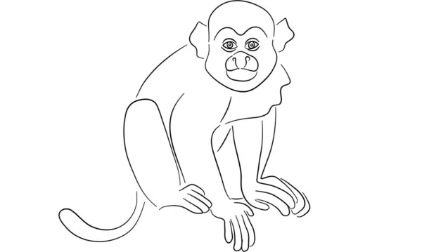 松鼠猴的矢量古董雕刻图解 松鼠猴的素描图 — 图库照片