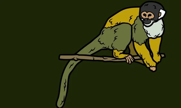 松鼠猴的矢量古董雕刻图解 松鼠猴的素描图 — 图库照片