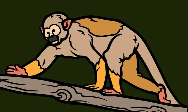 Vector Antika Oymacılığı Sincap Maymunu Çizimi Sincap Maymunu Çizimi — Stok fotoğraf