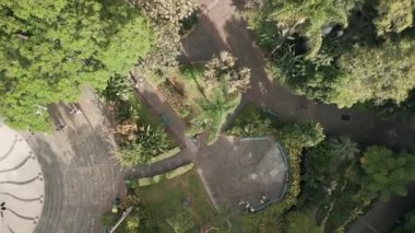 İnsansız hava aracı palmiye ağacına iniyor. Portekiz 'in Madeira Adası' nın başkenti Funchal şehrindeki şehir parkının aşağı manzarası. Hava aracı videosu.