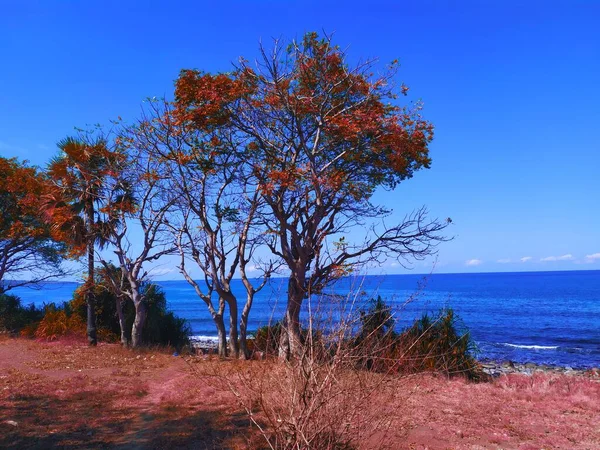 这是一棵美丽的树 有紫色的叶子 在干燥的季节里 它在海岸变成了黄色 完美地唤起了你设计上的平静与安宁 — 图库照片