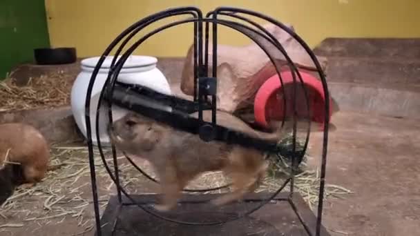 Cão Pradaria Correndo Roda Fazenda Dos Animais — Vídeo de Stock