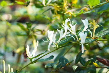 Japon hanımeli (lonicera japonica) bahçede bulanık arkaplan üzerine