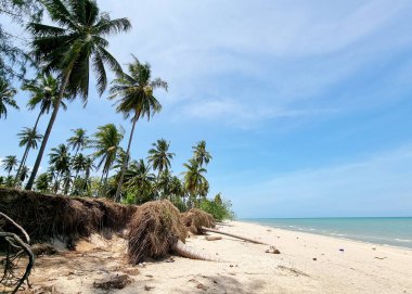 Hindistan cevizi palmiyesindeki deniz erozyonu sahili kapatıyor..