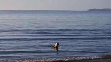 Köpek sahildeki deniz dalgalarında koşuyor..