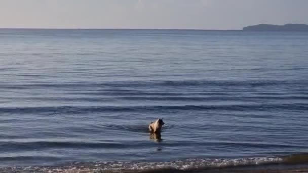 Hunden Springer Havsvågorna Stranden — Stockvideo