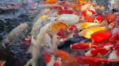 Renkli koi balığı ya da göldeki süslü sazan balıkları için yemek. 