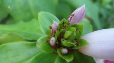 Bahçe havuzunda koi balığı