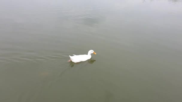 那只白鸭在大池塘里游泳 — 图库视频影像