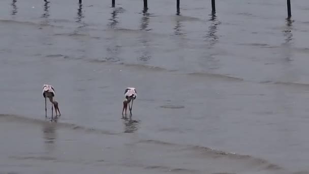 アジアのオープンビル群が海岸でモルスカを見つけた — ストック動画