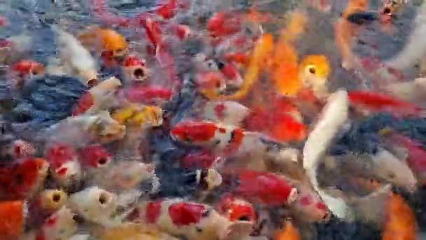 Διατροφή Για Πολύχρωμα Ψάρια Koi Φανταχτερό Κυπρίνου Στη Λίμνη — Αρχείο Βίντεο