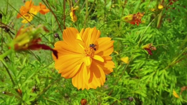 蜂は黄色いコスモスの花から花粉を集めます — ストック動画