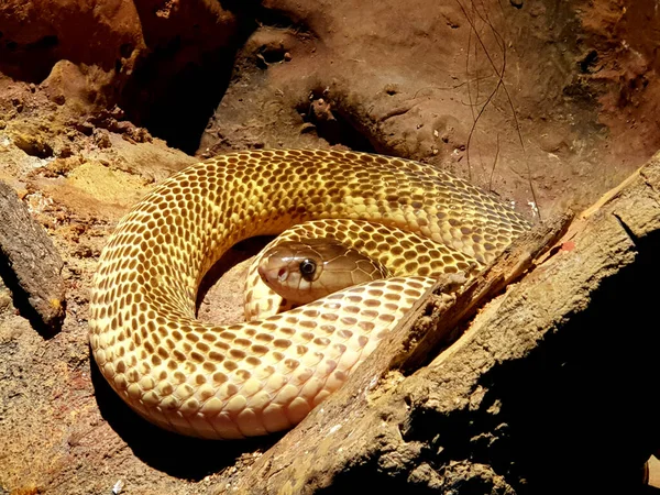 在蛇场的地上吐出金黄色的眼镜蛇 — 图库照片