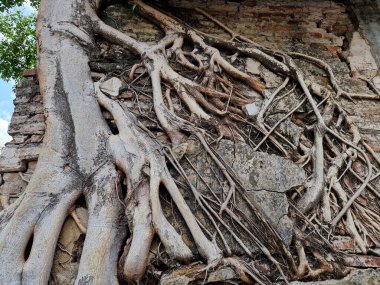 Ağacın kökünde soyut beton duvar dokusu.