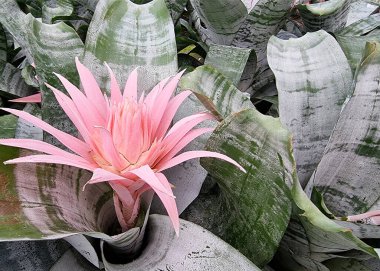 Bahçede Pembe Aechmea fasciata