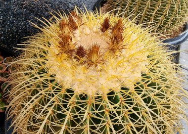 Echinocactus 'un tepesinden bakıldığında en iyi bilinen tür Meksika' nın altın fıçısıdır..