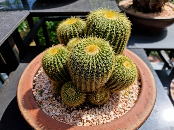 Parodia Leninghausii Cactus Forma Ciuffo Cactus Palla Oro Giardino — Foto Stock