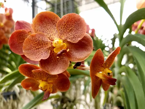Schöne Vanda Hookerriana Orchideenblume Garten — Stockfoto