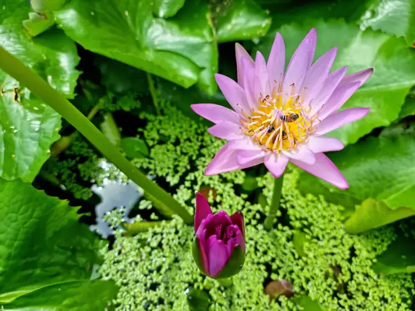 Honey bee pollinating of a purple water lily or Lotus Flower with green leaf in the pond.