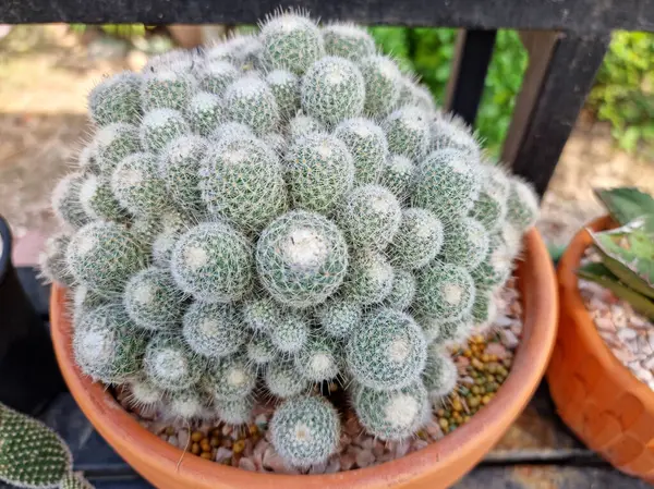 Clump Mammillaria Albicoma Cactus Pot — Stock Photo, Image