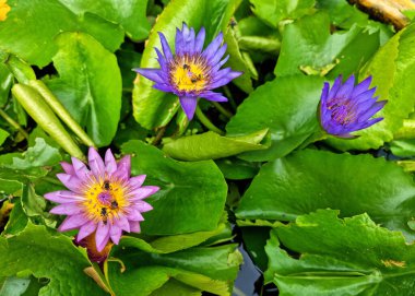 Mor bir nilüfer çiçeğini dölleyen bal arısı ya da gölette yeşil yapraklı nilüfer çiçeği..