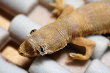 Düz kuyruklu kertenkele ya da Hemidactylus ornitorenk yetişkin ornitorenk....