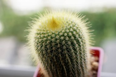 Parodia lenghausii - Yakın plan Altın Top kaktüsü.