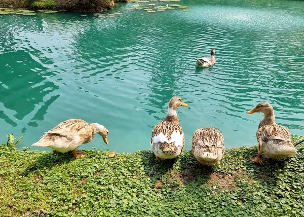 The group of ducks follows the leader while swimming in the pond.