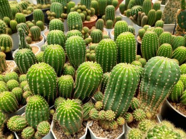 Echinopsis eyriesii kaktüsü bahçede.