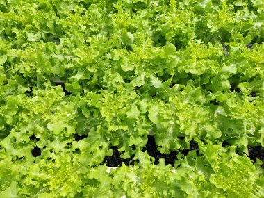 Hidroponik tarımda organik Lactuca sativa var crispa.