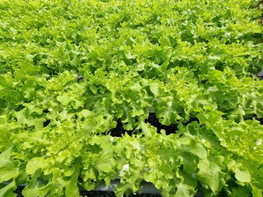 Hidroponik tarımda organik Lactuca sativa var crispa.