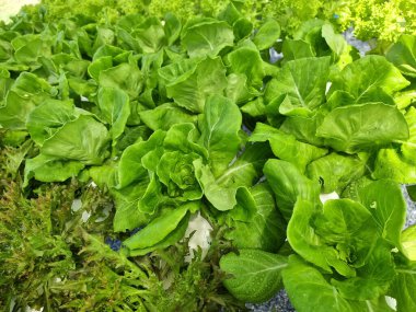 Hidroponik çiftçilikte organik Lactuca sativa.