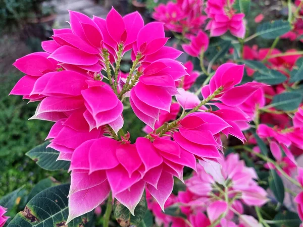 stock image Poinsettia (Pink Christmas star) in the garden.