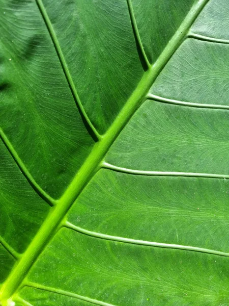 Abstract Line Texture Green Leaf Giant Elephant Ear Plant — Stock Photo, Image