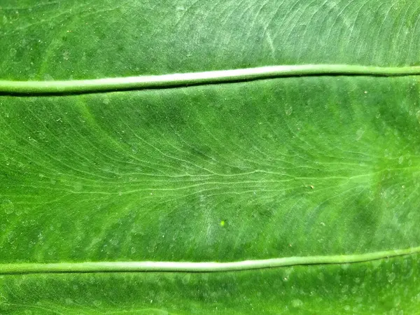 Абстрактная Линия Текстура Зеленого Листа Гигантского Слонового Уха — стоковое фото