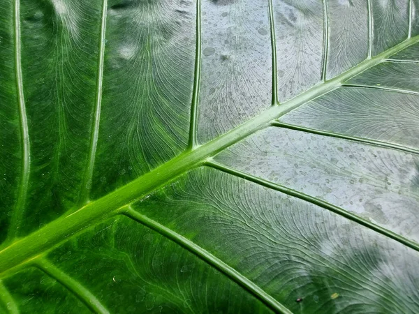 Linha Abstrata Textura Folha Verde Planta Orelha Elefante Gigante — Fotografia de Stock
