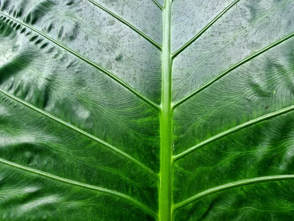 Abstract line and texture of green leaf of Giant elephant ear plant.