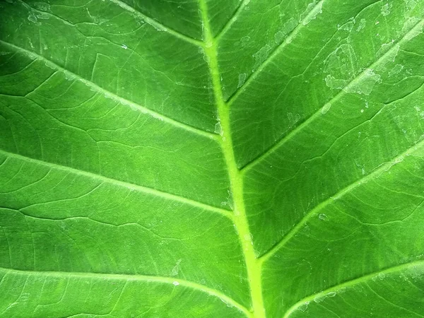 Dev Fil Kulak Bitkisinin Soyut Çizgisi Yeşil Yaprağı — Stok fotoğraf