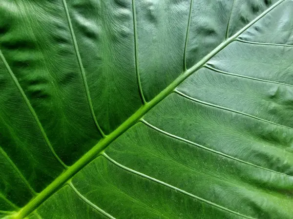 Abstract Line Texture Green Leaf Giant Elephant Ear Plant — Stock Photo, Image